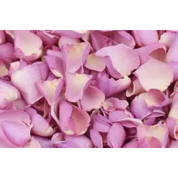 Famous Rose Petal 